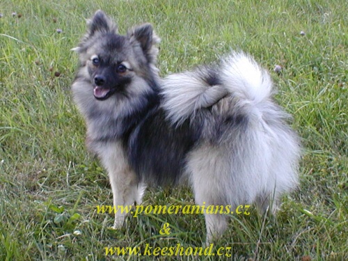 Fleur Karamit Nova