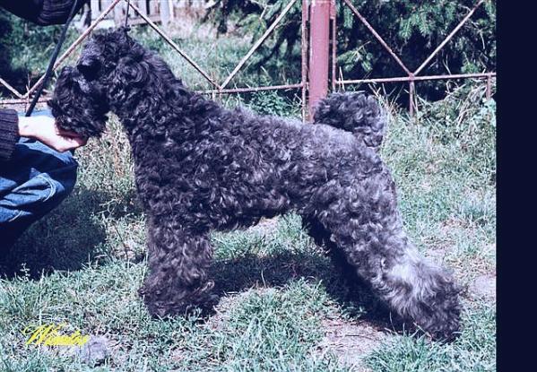 Bliu Virtus  Gwendalin Galaxy