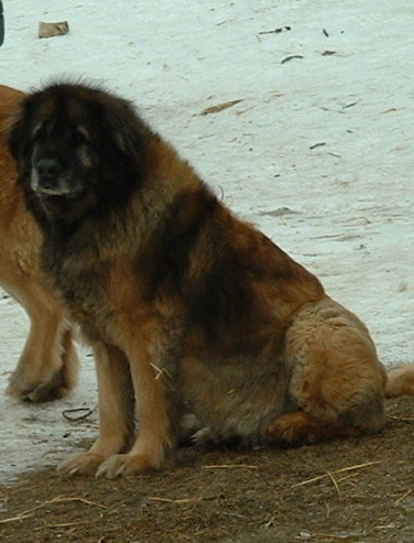 Fiva's Leonora