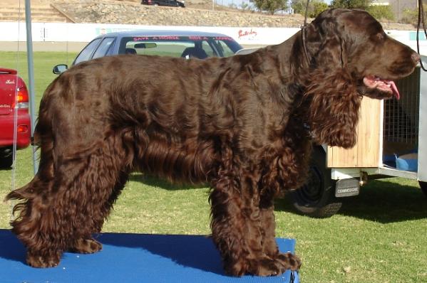 Zoack Chocolatte Demand