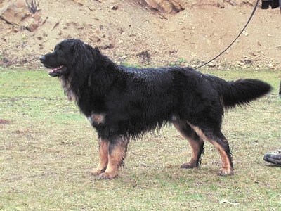 Bernard Adamuv hradek