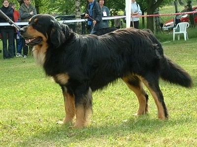 Orion Gasko Prim