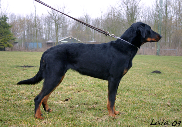 Gloria de Montclea