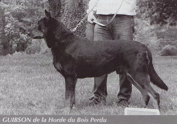 Guibson de la Horde du Bois Perdu