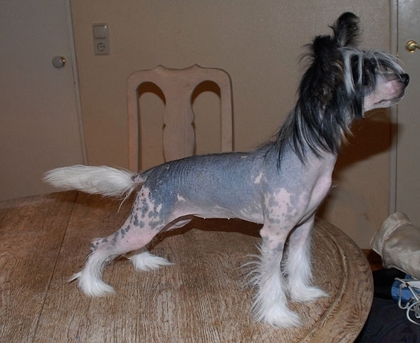 Be My Dog's Juicy Lucy