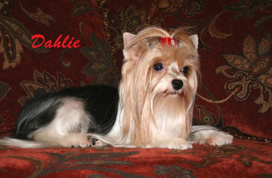 Dahlie of Biewers 2 LUV