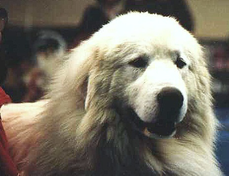 Grizzly de la Montagne des Patou