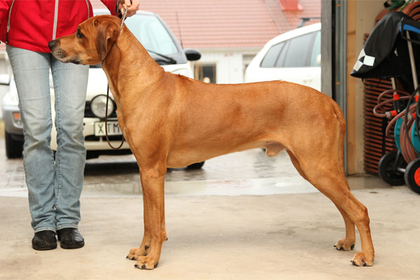 RidgeBow's Kenzo of Wasco