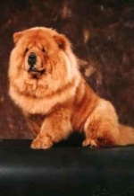 Ayran Hong Amy Red Tiger