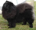 Ayran Hong Shiva Black Tiger