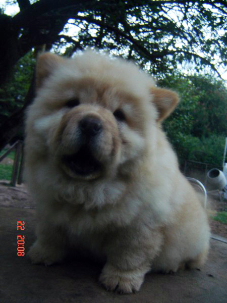 Rosa Special Chows Of Magami's