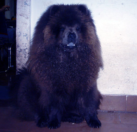 Magami¿S Nahr An-Nilchows