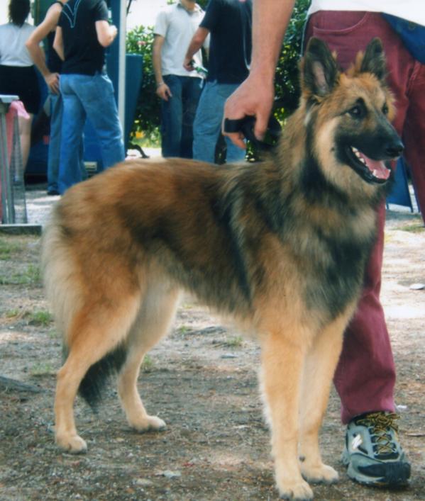 Ilias-t