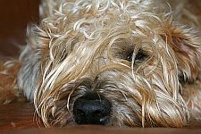 DöBee Dog's Beibhinn I am Irish