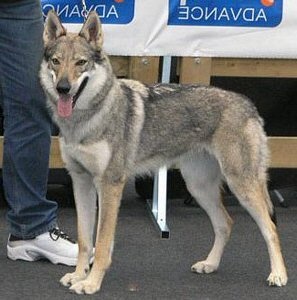 Beau Isabeau z Peronówki