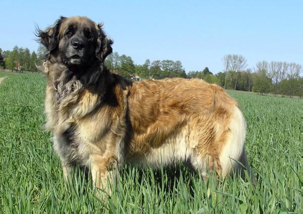 Arlett von Attilas Hof