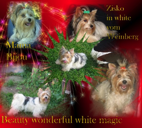 Beauty wonderful white magic fr.th  little Lions of Diamonds