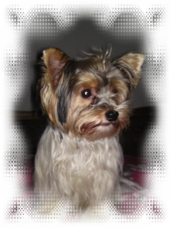 Benji my little star fr.the little Lions of Diamonds