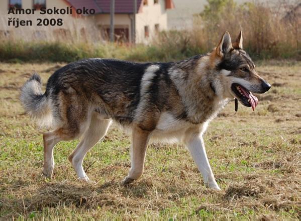 Amor Sokolí oko