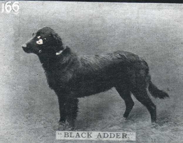 Black Adder 'Buoy x Bess'