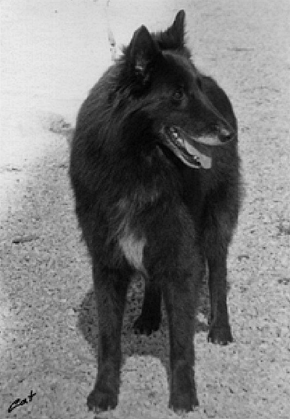 Romy du Chemin des Dames