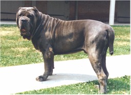 Orso