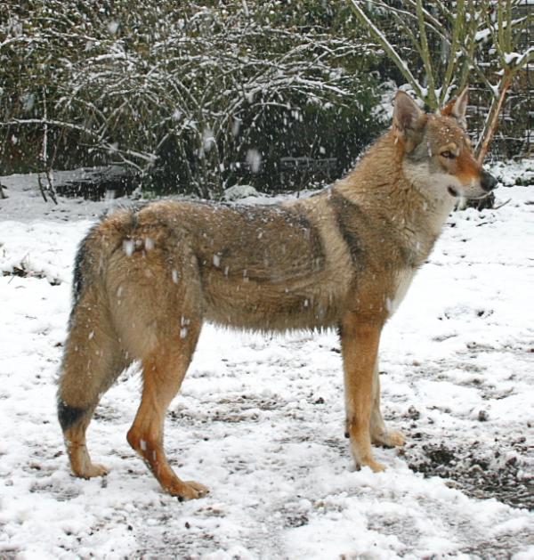 Elsinki P'tits Loups d'Amour