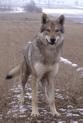 Crying Wolf Galiba