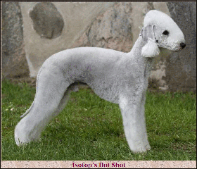 Isotop's Hot Shot