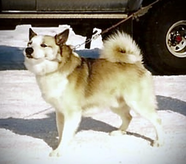 Vaskur - 2886/93