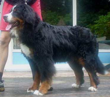Dolce von de Moorsemhoeve