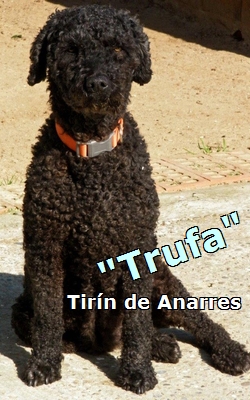Tirín de Anarres