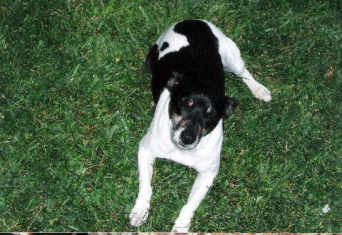 Goss's Chester Bob
