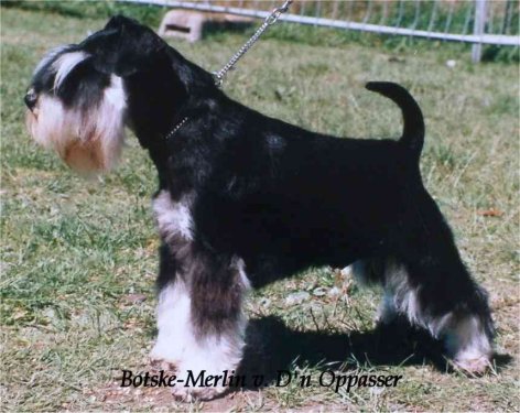 Botske- Merlin van d'n Oppasser