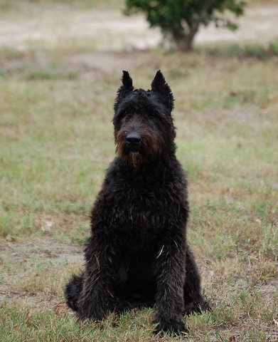 Kia Batzi de Tremaudan