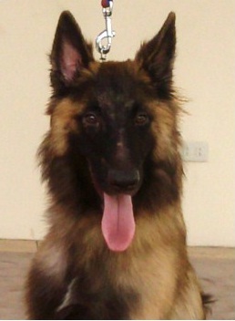 Queen Raphaelle Jackal