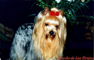 Sancho de Las Cirajas