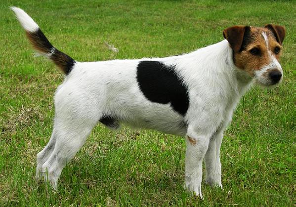 Gulabin's FABI