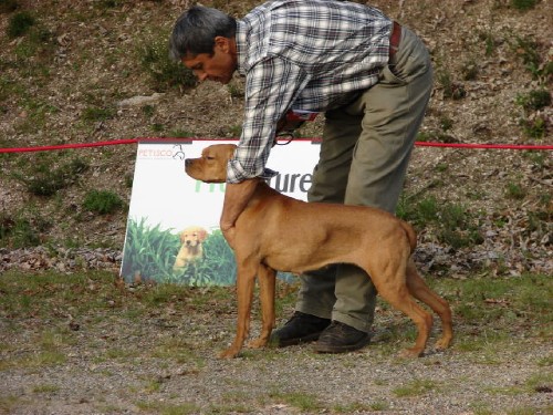 canela de tagus