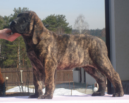Mastif Hill Nicole From Russia With Love To Audley