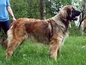 Memicedaiska Killian Mandy