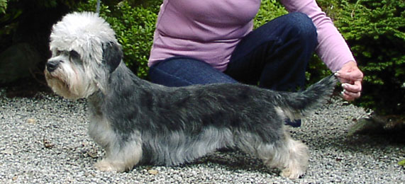 German Dandies' Naomi