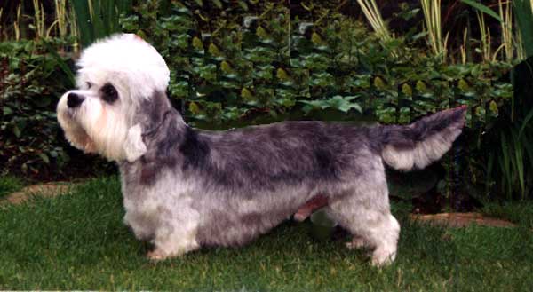 German Dandies' Cassidy