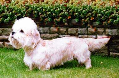German Dandies' Apollo