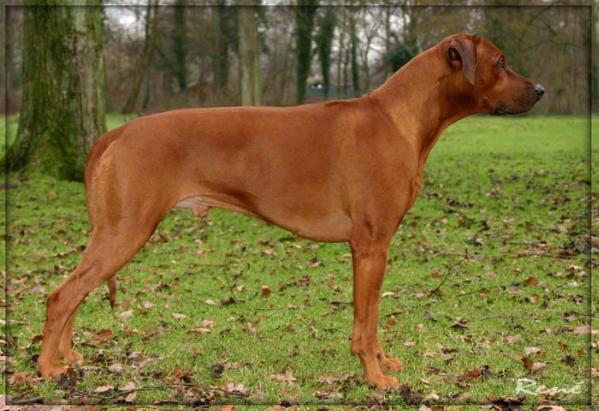 Ceasar Van De Jack Bulls Hoeve