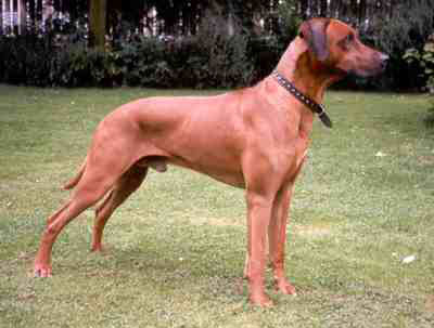 RYDGEWAY African Hunter