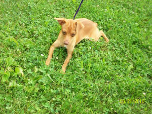 Green Acres' Copper Shot Romeo