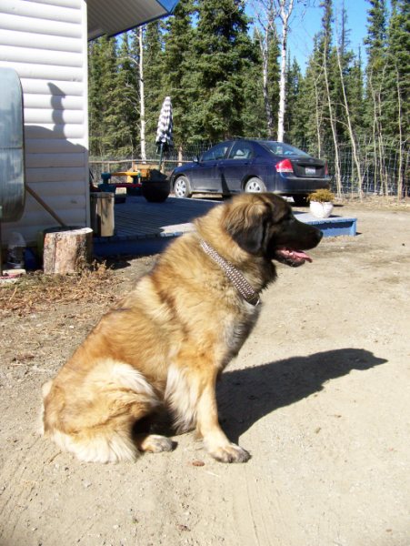Feiner Kennels Canadian Coija