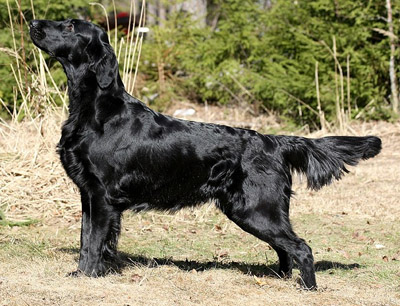 Celtair Rustic Rumour