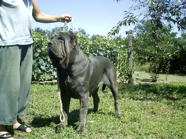 Peritas Esther